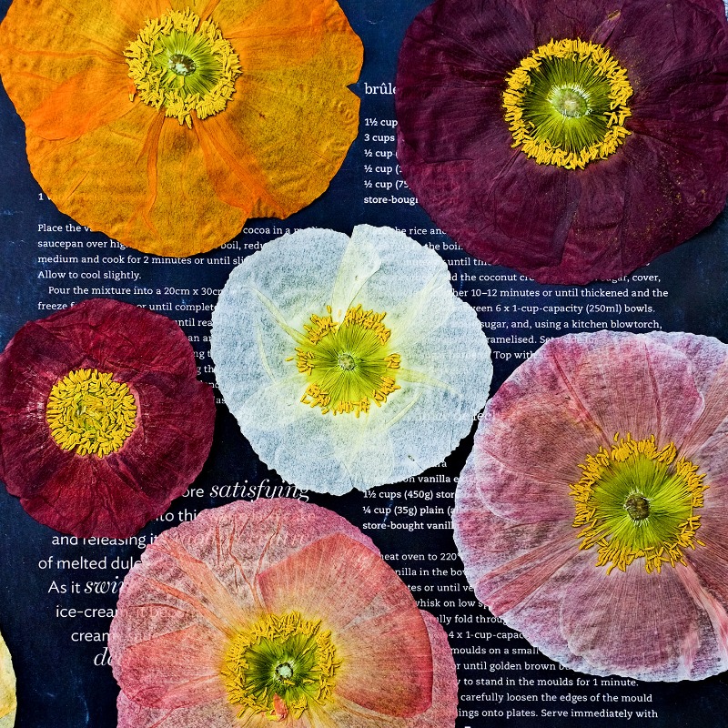 1 pz, Fiori di Papavero Natura - Resin Art Photo Frame recensione e prezzo